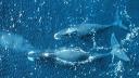 The federal government has not finalized the creation of a bowhead
whale sanctuary off the Baffin Island coast, so Inuit are planning a
party next month to nudge the governm Link to: Inuit to celebrate anniversary of bowhead sanctuary agreement