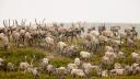 May 24th 2012, Link to: CBC - Baker Lake hunters worry mine will disturb caribou