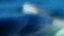 Link to: Killer Whale PR+M
