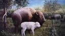 Link to: Buffalo