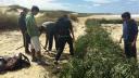 El verano termino y con él la temporada turística. La cuadrilla de jóvenes que se encargaba de la de limpieza de playas ahora trabaja en la preservación de la costa. Link to: Cuadrilla Joven_ marzo 2013