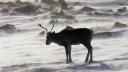 DID News Alert Mining and caribou– What is a “significant impact”? Link to: Mining and caribou - What is a "significant impact"