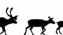 Please take a look at Makita's great new website "Nunavummiut Makitagunarningit" makitanunavut.wordpress.com/ Link to: New website launched for Nunavut uranium-watch organization Nunavummiut Makitagunarningit