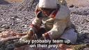 Link to: Nunavut (Our Land) Episode 10: Qaisut