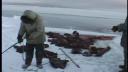Link to: 1999 nov 22 walrus hunters coming back from a hunt  Part 1 2:34 
