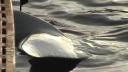 Link to: 2003 Oct 2 Narwhale hunting near Igloolik part 2  2:53