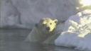 Lien vers: Nanugiurutiga (My First Polar Bear)