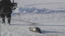 Link to: Nunatinni (At Our Place) March 16, 2004 (Show #44a, Part 2): Seal Hunting; Walrus Hunting; Old Footage of Town