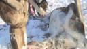 Link to: Chukotka Slaughter