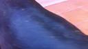 Link to: who can guess which animal is this?
