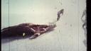 Link to: Igloolik Nunavut - Part 1 (English)