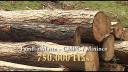 Link to: SPOT: Empresas Forestales - Mapudungun