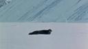 Link to: Stalking Seal On Spring Ice - Part 1