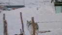Lien vers: Northern Labrador 