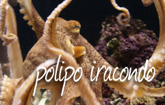 Italian Lesson - Fasno the Grumpy Octopus