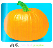 Pumpkin