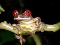 Leptopelis parkeri (David Moyer)