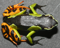 Mantella madagascariensis (Taran Grant)