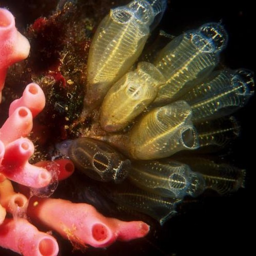 Madrepore colonies and sponges in a Mediterranean seabed. Photo: © Zagor/ Dreamstime