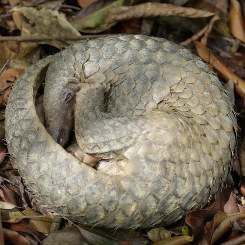 The Sunda pangolin (Manis javanica) lives in Southeast Asia, and is classified as Critically Endangered on the IUCN Red List. Photo: Wildlife Reserves Singapore. 
