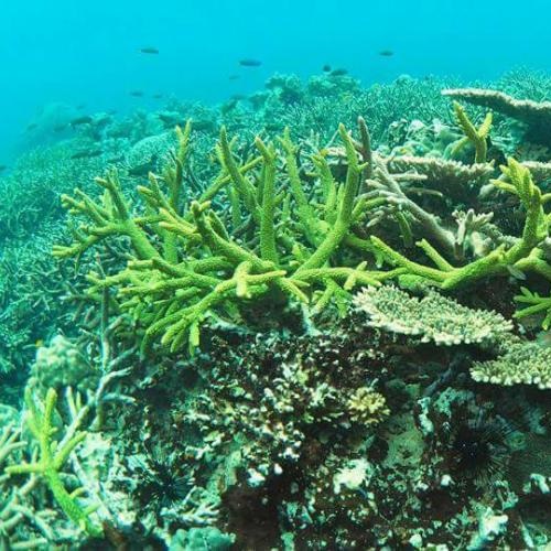 A healthy reef ecosystem in Koh Rong NMP. Photo: © MFF Cambodia