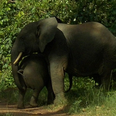 Forest elephants captured via camera traps in Sapo National Park. Credit: FFI/FDA.