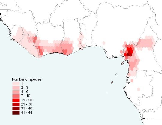 Distribution of threatened amphibians in Cameroon and West Africa