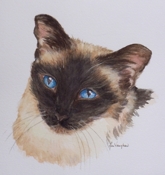 Siamese_cat_thumb