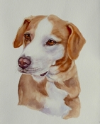 Animals_for_referance_079_thumb