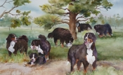 Bernese_play_date_thumb