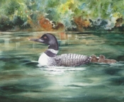 Loon_thumb