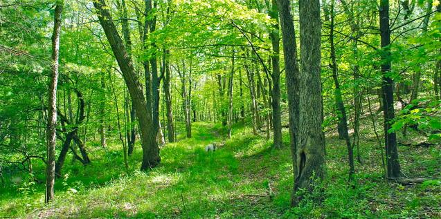 SPRING FOREST