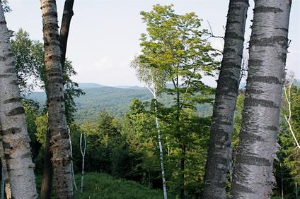 BIRCHES