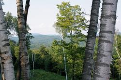 BIRCHES