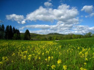 MEADOW