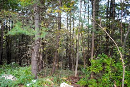 Wooded parcel