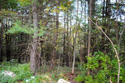 Wooded parcel