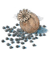 Food Should Taste Poppy Seeds