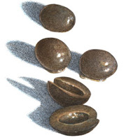 Food Should Taste Good Olives