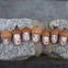 Happy Grumpy Plush Acorns