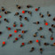 Loads of Velvet Acorns