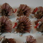 Pinecone turkeys
