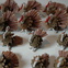 Pinecone turkeys