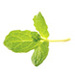 Organic Peppermint Flavor