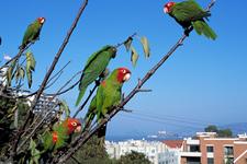 The Wild Parrots of Telegraph Hill