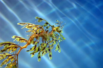 Monterey Bay Aquarium