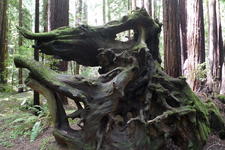 Armstrong Redwoods State National Reserve