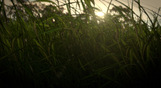 Realistic Grass Tutorial