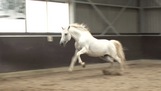 Stallion Back On Track