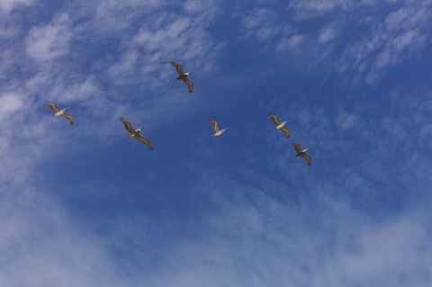 Pelicans 1
